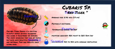 Cubaris Sp. Red Tiger Isopod Bin Label